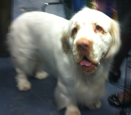 Clumber Spaniel