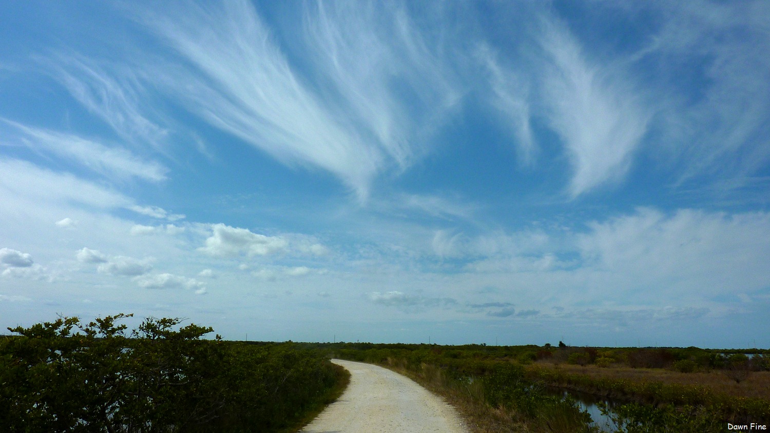 [Gator-and-Peacock-rds_01011.jpg]