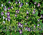 Glória Ishizaka -   Kyoto Botanical Garden 2012 - 124