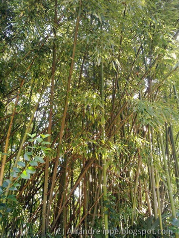 [UrbanJungle%255B36%255D.jpg]
