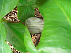 I think this is Arisaema ringens, but I'm not 100% sure. I do know that I love the colors and pattern, which remind me of striped pajamas.