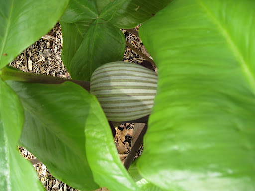 I think this is Arisaema ringens, but I'm not 100% sure. I do know that I love the colors and pattern, which remind me of striped pajamas.