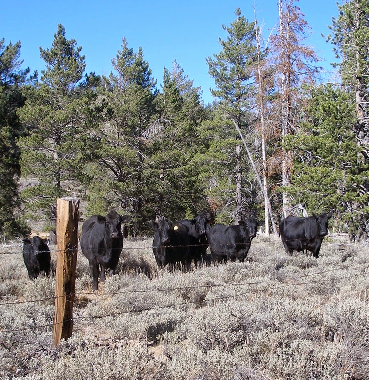 [My-Audience-2007-CrystalHarling5.jpg]