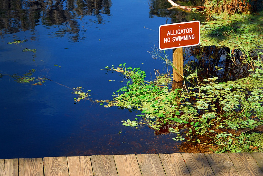 [Alligator-Sign2.jpg]