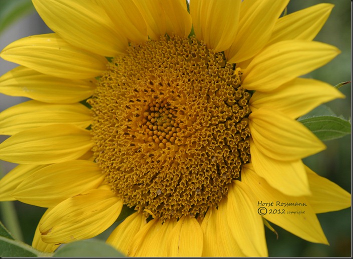 my sunflower copy
