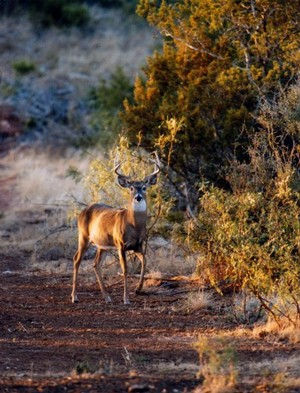A white-tailed buck goes on alert while making his way through the West Texas countryside. Deer in much of Texas are trying to recover from a long summer of drought conditions. Russell Smith / gosanangelo.com