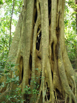 An example of a strangle-fig that successfully killed its host.  You can see from one side to the other through the strangle-fig.  It's terribly violent and really cool at the same time.