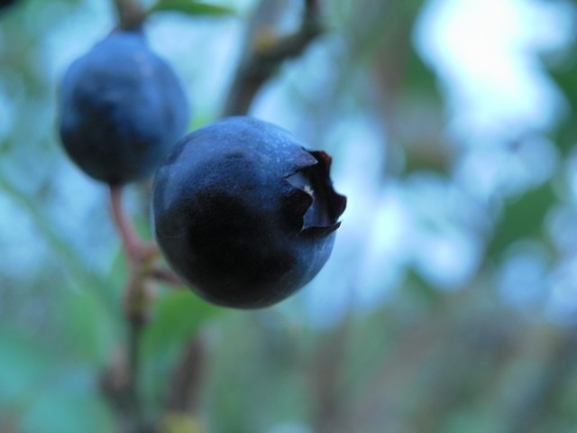 [blueberries%252007%255B3%255D.jpg]