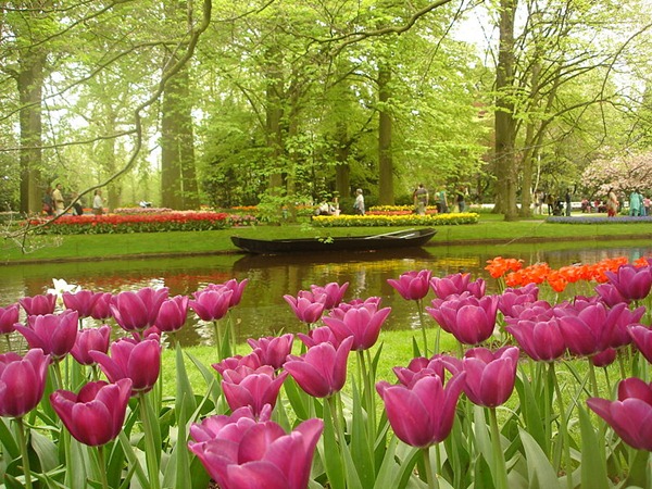 حديقة الزهور في هولندا مدونة سياحة