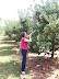 Picking Apples