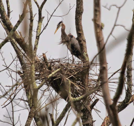 Although fish is their preferred food, great blue herons will also consume frogs, small mammals, reptiles, crayfish, large insects, and occasionally even other birds! Although fish is their preferred food, great blue herons will also consume frogs, small mammals, reptiles, crayfish, large insects, and occasionally even other birds!