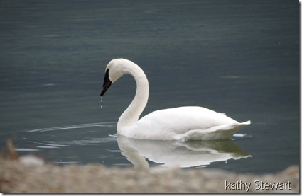 Trumpeter Swan