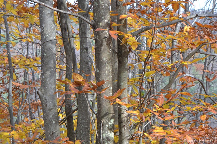[DSC_0919%2520%25285%2529%255B8%255D.jpg]