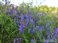 Kwiaty nieopodal cmentarza