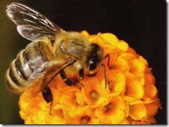 lebah
