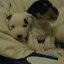 chiots 028.jpg chiots 028.jpg