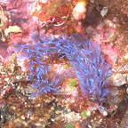 Fadenschnecke, Komodo