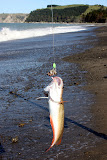 Red Cod
