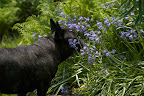 These pretty blue flowers are Spanish Bluebells - Hyacinthoides.  They are unfussy members of the lily family that reproduce rapidly, spreading every year.