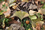 The Ginkgo leaves have a lovely fan shape.  The tree is nicknamed the 'Maidenhair Tree' because those leaves resemble the delicate Maidenhair fern.