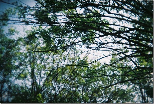 CNV000036