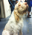 Spinone Italiano