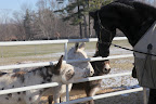 'Well, hello there big boy!  We are the Donkeys of Bedford - Billie, Clive, and Rufus!