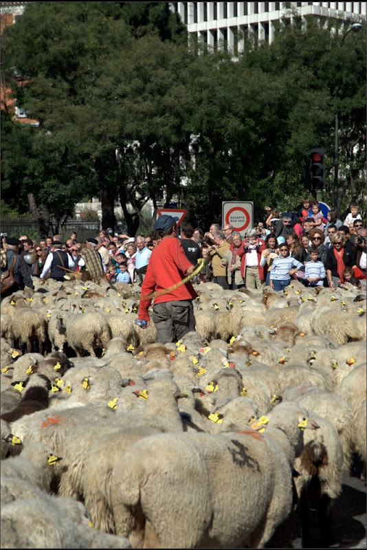 sheep-protest-5