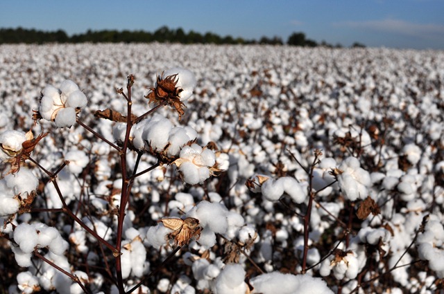 [new%2520farm%2520cotton%25202012%2520%25283%2529%255B3%255D.jpg]