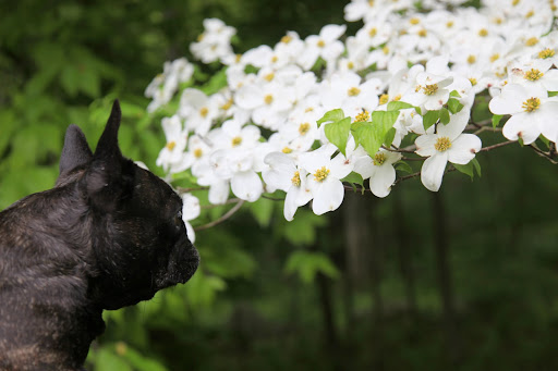 A dogwood for sure!  Did you know that in the Victorian Era, flowering sprigs of dogwoods were presented to unmarried women by male suitors to signify their affection?