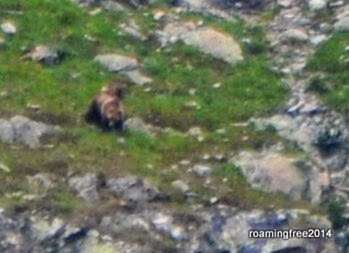 Grizzley Mama, cubs behind her