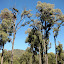 Pine trees