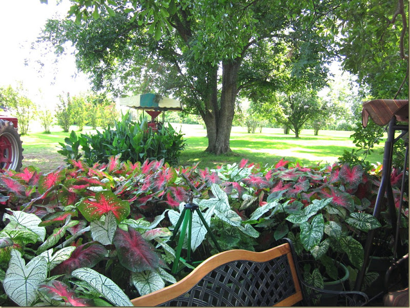 lesters caladiums