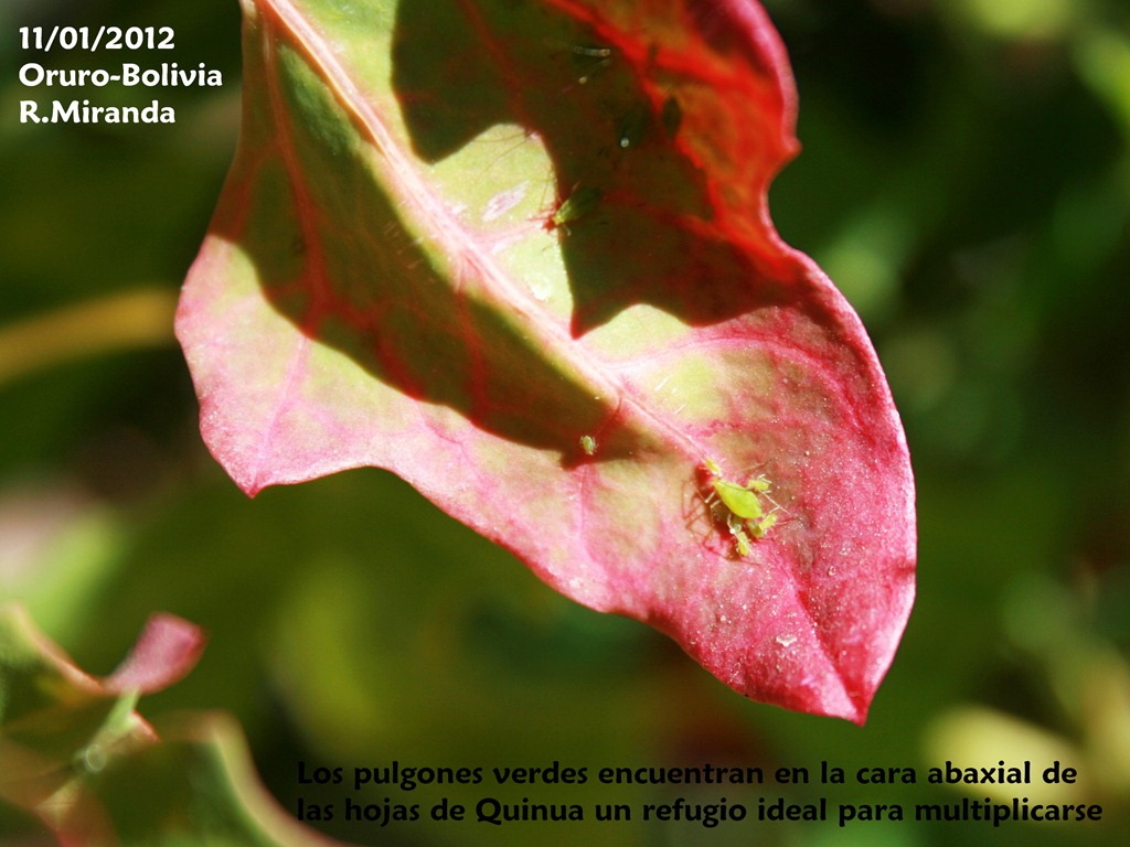 [Pulgones%2520verdes%2520en%2520el%2520env%25C3%25A9z%2520de%2520las%2520hojas%2520de%2520Quinua-Rub%25C3%25A9n%2520Miranda%255B6%255D.jpg]