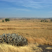 IMG_9665.jpg