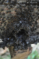 DSC_2108.JPG
