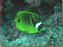 Racoon Butterfly Fish