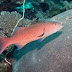 Highfin Coral Grouper - Photo (c) 104623964081378888743, some rights reserved (CC BY-NC-SA)