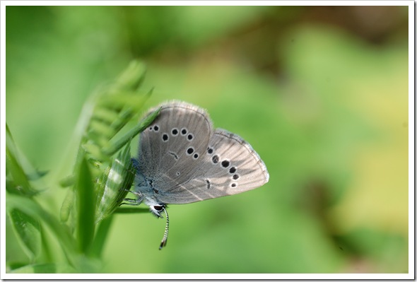 BUTTERFLY BLUE (17)