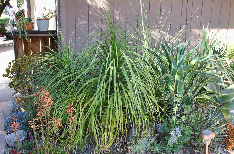 [120520_Beaucarnea-recurvata2%255B2%255D.jpg]