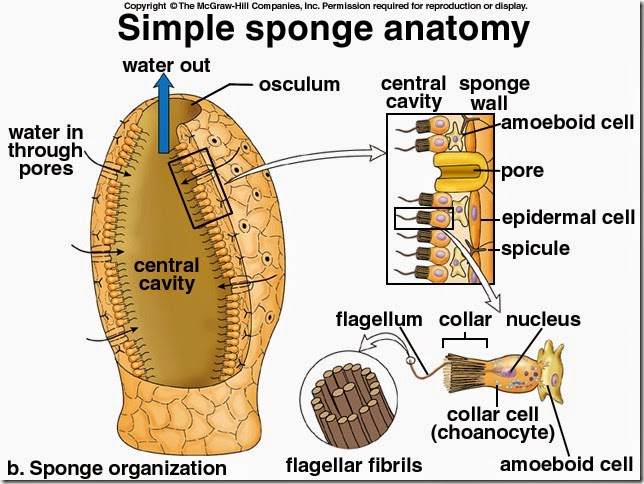 anatomi porifera 1