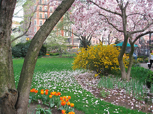 All the glories of spring! Is there anything more romantic than petals fallen on a lawn?
