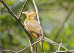 Summer Tanager Female Sabine Woods