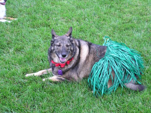 Emma had loved the hula skirt the year before! 
Thankful Emma was adopted by Faye just before a breeder who had her was going to have her destroyed.  Apparently beautiful Emma's tail curled up at the end which made her below standards to be able to show.