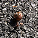 Snail