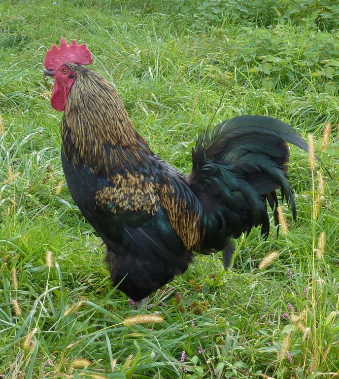 [rooster3.jpg]