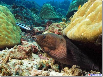 australia barrera coralina (29)