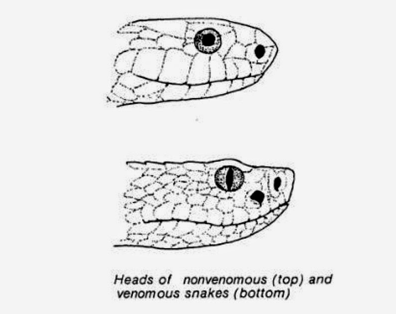 [Snakes---venomous-vs-non-venomous4.jpg]