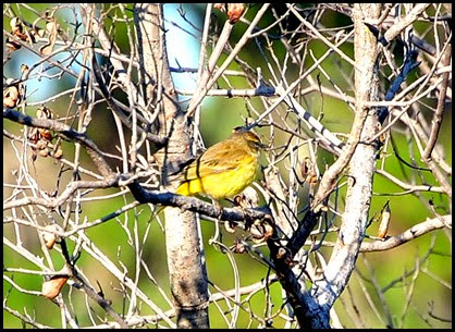 03i - Eagle Walk - warbler unidentified