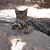 Ancient kitty!